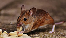Find Exterminators in Sandoval County
